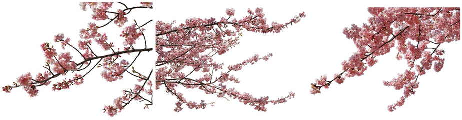 河津桜の枝切り抜きセット透過PNG背景白