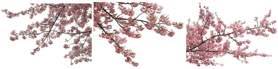 河津桜の枝切り抜きセット透過PNG背景白