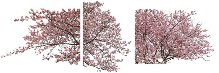 河津桜の枝切り抜きセット透過PNG背景白