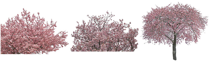 河津桜切り抜きセット透過PNG背景白