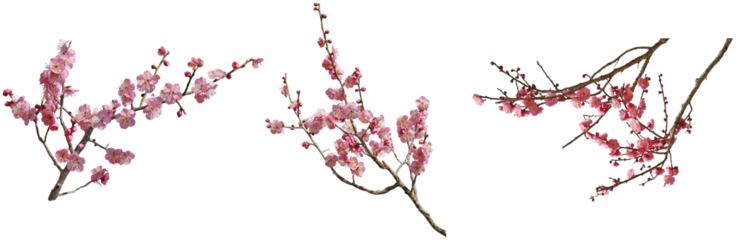 梅の枝切り抜きセット透過PNG背景白