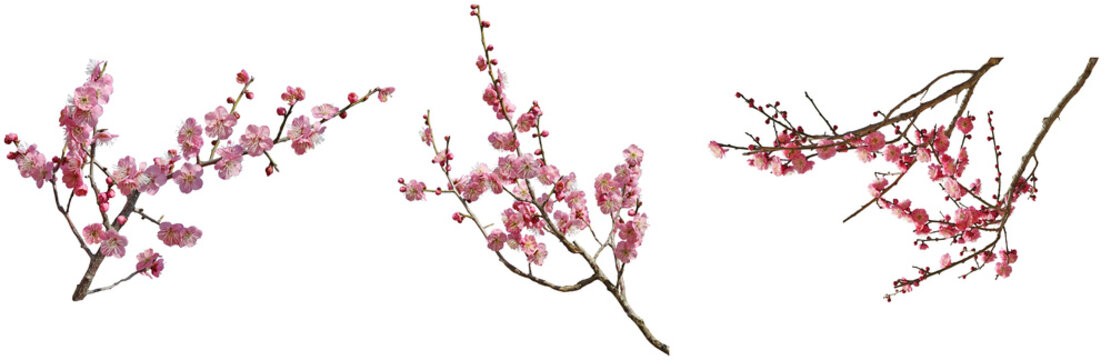 梅の枝切り抜きセット透過PNG背景白