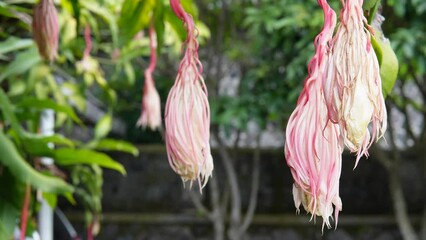 Wijaya Kusuma (Epiphyllum oxypetallum), a flower that blooms once a year at night and fully blooms at midnight, shot with handheld movement.