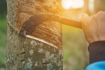 The gardener's hand is holding a knife and cutting against rubber.rubber tree that was tapped Latex that is flowing down in the supporting container