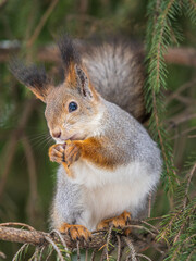 The squirrel with nut sits on tree in the winter or late autumn