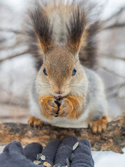 Squirrel eats nuts from a man's hand. Caring for animals in winter or autumn.