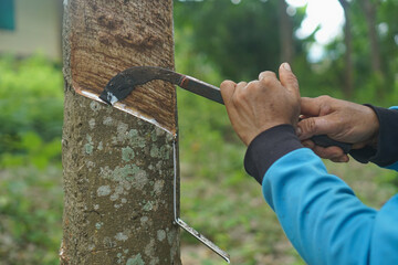 The gardener's hand is holding a knife and cutting against rubber.rubber tree that was tapped Latex that is flowing down in the supporting container
