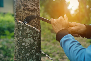The gardener's hand is holding a knife and cutting against rubber.rubber tree that was tapped Latex that is flowing down in the supporting container
