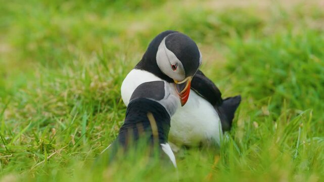 Puffins interacting in lush green grass on Lunga Island, Scotland