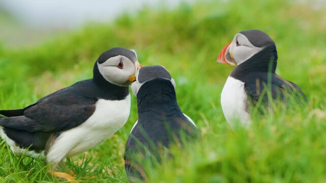 Puffins interacting on grassy Lunga Island in Scotland