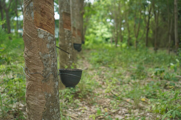 Fototapeta premium The rubber tree that was tapped Latex that is flowing down in the supporting container