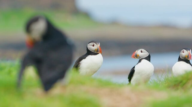 Puffins on Lunga Island in Scotland captured in their natural habitat, some out of focus