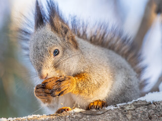 The squirrel with nut sits on tree in the winter or late autumn