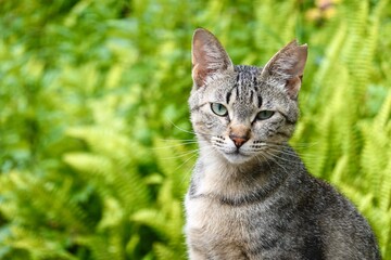 カメラ目線の猫