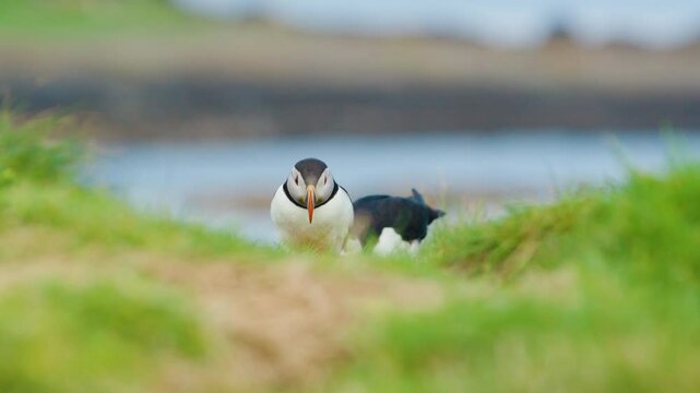 Puffins on Lunga Island in Scotland, with grassy landscape and ocean in the background