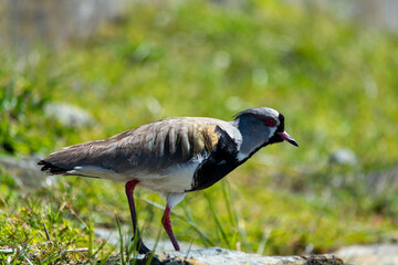 El tero (Vanellus chilensis), ​ también llamado tero-tero, queltehue
