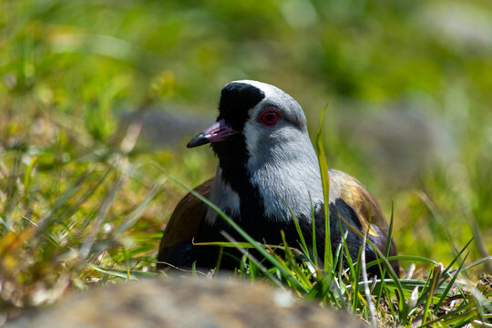 El tero (Vanellus chilensis), ​ tambi&eacute;n llamado tero-tero, queltehue.