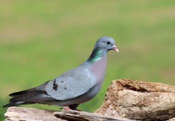 Wood pigeon