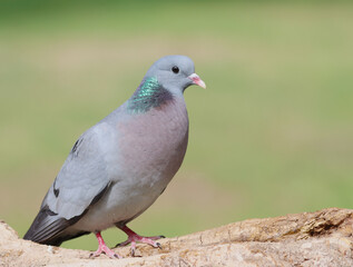 Wood pigeon