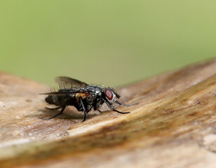 Fly