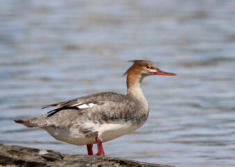 Red-breasted merganser