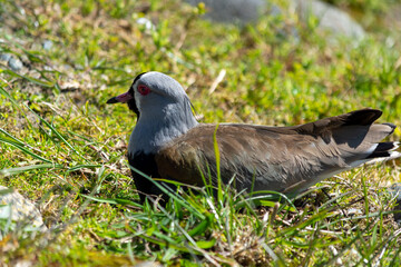 El tero (Vanellus chilensis), ​ también llamado tero-tero, queltehue, anidando.