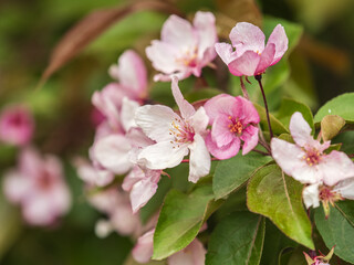 Fresh pink flowers of a blossoming apple tree with blured background