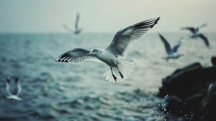 Fototapeta premium Image of a seagull flying through the early summer morning.