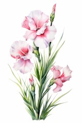 Fototapeta premium gladiolus themed frame or border for photos . with tall spikes of colorful blooms. watercolor illustration, white color background. Wedding Invitation.