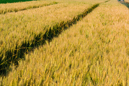 Maturing wheat in North China Plain