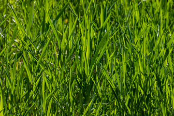 Close-up with young reed leaves. Foreground with green leaves perfect as decoration, ornamental or background