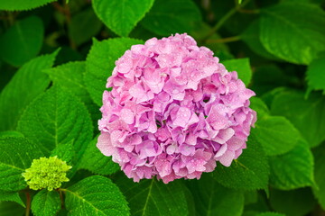梅雨に咲くピンク色のアジサイの花