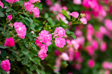 Blooming roses in the park, North China