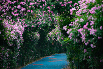 Blooming roses in the park, North China