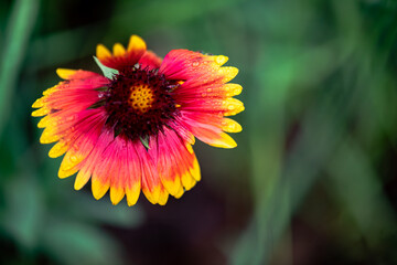 A close-up of a celestial flower blooming in the park