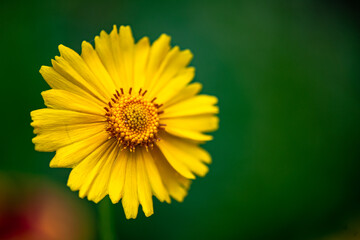 A close-up of a celestial flower blooming in the park