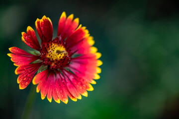 A close-up of a celestial flower blooming in the park