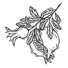 Branch with pomegranate leaves and fruits. Vector botanical black and white illustration, hand drawn in linocut style on isolated background. Drawing for food and cosmetics packaging design, packaging