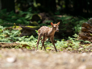 奈良公園の可愛い鹿の赤ちゃん
