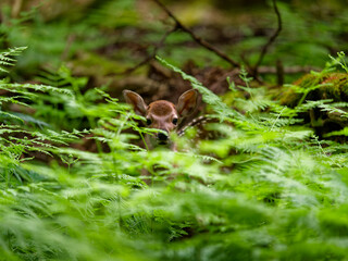 シダの茂みに潜む子鹿
