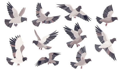 Fototapeta premium Pigeon animation