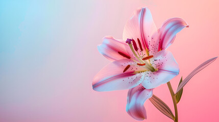 Fototapeta premium Pink lily flower isolated on gradient pink and blue background