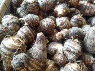 freshly harvested xanthosoma sagittifolium fruit