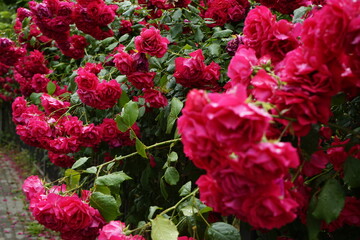 The red rose vine is beautiful