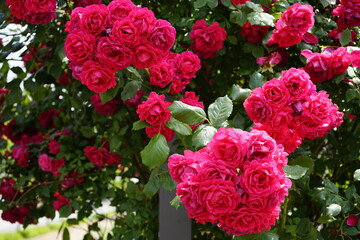 The red rose vine is beautiful