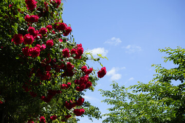 The red rose vine is beautiful