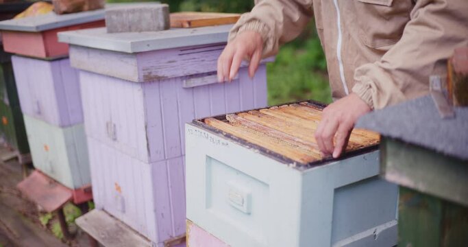 The Beekeeper Works in the Apiary and Puts Frames Into the Hive