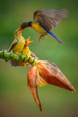 Sun-bird (Nectarinia jugularis) female feeding new born chicks © Riadi