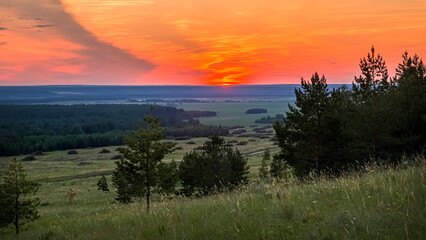 Magnificent sunset against the backdrop of a pine forest on a summer evening
