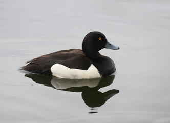 Male tufted duck swimming in a lake
